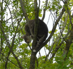 kat uit de boom met hoogwerker