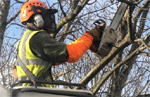 bomen snoeien met hoogwerker