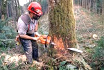 bomen rooien zeeland